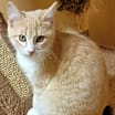 Thumbnail photo of Cassius #4