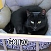 Thumbnail photo of Gonzo #2