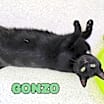 Thumbnail photo of Gonzo #3