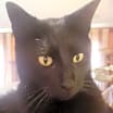 Thumbnail photo of Milo #2