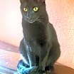Thumbnail photo of Milo #3