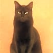 Thumbnail photo of Milo #4