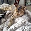 Thumbnail photo of Ariel #4