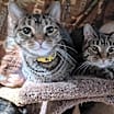 Thumbnail photo of Simy, Rascal, Twinsy (Trio) #1