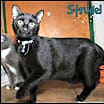 Thumbnail photo of Strudel #1