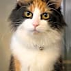 Thumbnail photo of Cleo #1