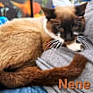 Thumbnail photo of Nene #2