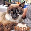 Thumbnail photo of Nene #3