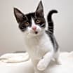 Thumbnail photo of Dakota #1