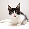 Thumbnail photo of Dakota #2