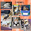 Thumbnail photo of Carmel (sponsored) #1