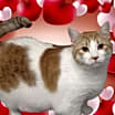 Thumbnail photo of Carmel (sponsored) #3