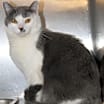 Thumbnail photo of Coyote (Neutered) Pics 3/24/24 #1