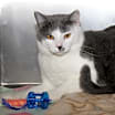 Thumbnail photo of Coyote (Neutered) Pics 3/24/24 #2