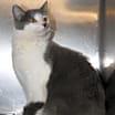 Thumbnail photo of Coyote (Neutered) Pics 3/24/24 #3