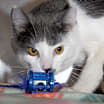 Thumbnail photo of Coyote (Neutered) Pics 3/24/24 #4