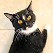 Thumbnail photo of Luna #1