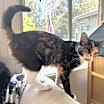 Thumbnail photo of Duchess (107) #2