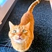 Thumbnail photo of Fozzie #1