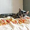 Thumbnail photo of Snuggler #3