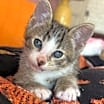 Thumbnail photo of Turbo #2