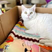 Thumbnail photo of Wren #2