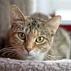 Thumbnail photo of Marmee #3