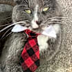 Thumbnail photo of Tommy #2