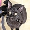 Thumbnail photo of Cyrus #1