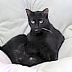 Thumbnail photo of Cyrus #3