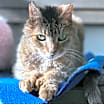 Thumbnail photo of Theodore #2
