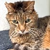 Thumbnail photo of Theodore #3