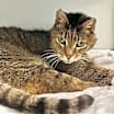 Thumbnail photo of Theodore #4