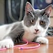 Thumbnail photo of Socks #1
