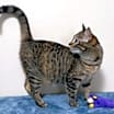Thumbnail photo of LOVEY DOVEY LUNA #2