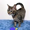 Thumbnail photo of LOVEY DOVEY LUNA #1