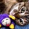 Thumbnail photo of LOVEY DOVEY LUNA #3