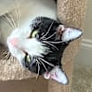 Thumbnail photo of Monkey #1