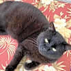 Thumbnail photo of Wesley #4