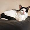 Thumbnail photo of Kora #3