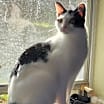 Thumbnail photo of Kora #4