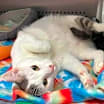 Thumbnail photo of Luke #4