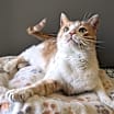 Thumbnail photo of Yahtzee #2