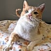 Thumbnail photo of Yahtzee #3
