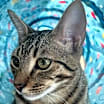 Thumbnail photo of Tua #3