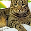 Thumbnail photo of PICKLES #2