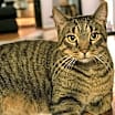 Thumbnail photo of PICKLES #3