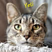 Thumbnail photo of Yeti #1
