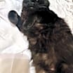 Thumbnail photo of Jammy #1