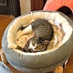 Thumbnail photo of Holly Berry (I'm in foster care!) #2